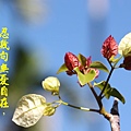 100-30IMG_9482.JPG