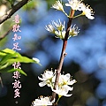100-33IMG_9495.JPG
