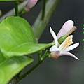 100-37IMG_9514.JPG