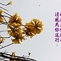 100-35IMG_9499.JPG
