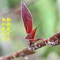 100-39IMG_9521.JPG