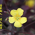 100-43IMG_9545.JPG