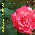 100-62IMG_9728.JPG