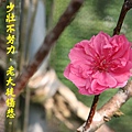 100-63IMG_9730.JPG