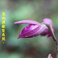100-112IMG_9937.JPG