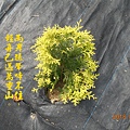 100-120DSCN4890.JPG
