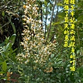 100-133DSCN5163.JPG