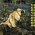 100-135DSCN5170.JPG