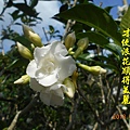 100-136DSCN5171.JPG