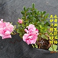 100-143DSCN5255.JPG