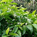 100-158994.5.25玉蘭花開.JPG