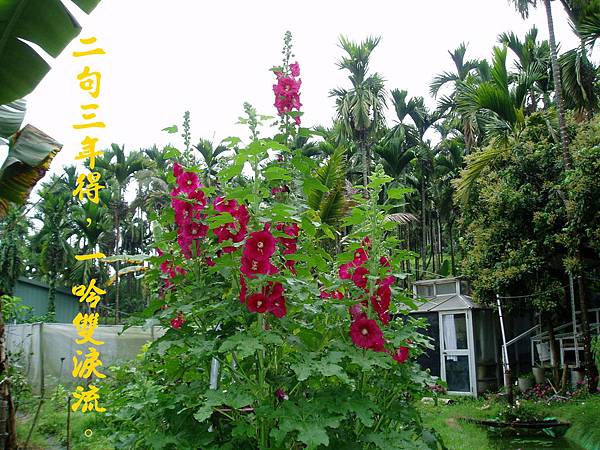 100-15694.4.14蜀葵花開1.JPG
