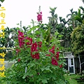 100-15694.4.14蜀葵花開1.JPG