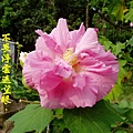 100-159094.10.1重瓣木芙蓉(下午開的花).JPG