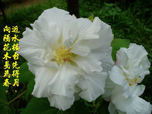 100-159194.10.1重瓣木芙蓉(早上開的花).JPG