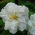 100-159194.10.1重瓣木芙蓉(早上開的花).JPG