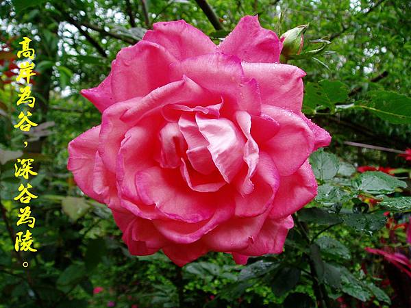 100-159395.2.28玫瑰花.JPG