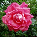100-159395.2.28玫瑰花.JPG