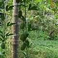 DSCN5393.JPG