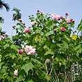 100-160395.10.8重瓣木芙蓉.JPG