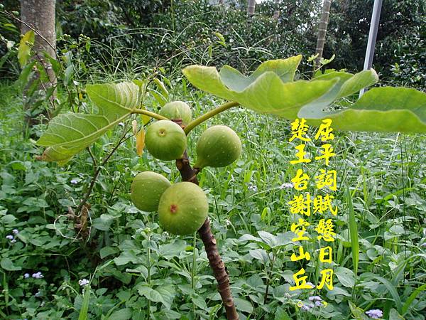 100-159795.6.26無花果.JPG
