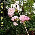 100-160996.5.6普賢象櫻花.JPG