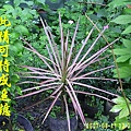 100-161296.8.11彩虹竹蕉又稱五彩千年木.JPG