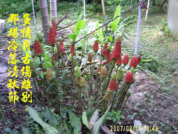 100-161496.9.11球薑.JPG