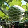 DSCN5462.JPG
