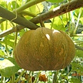 DSCN5537.JPG