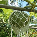 DSCN5538.JPG
