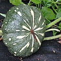 IMG_0067.JPG