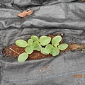 DSCN4995.JPG
