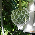 DSCN5460.JPG
