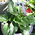 100-163098.6.10油點百合.JPG