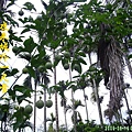 100-163298.6.19百香果.JPG