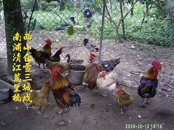 100-163798.10.12有古早雞及台灣珍珠雞.JPG