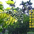 100-162998.5.25黃皮果.JPG
