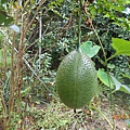 DSCN5729.JPG