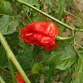 DSCN6045.JPG