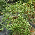 DSCN6043.JPG