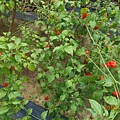DSCN6044.JPG