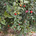 DSCN6038.JPG