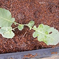 DSCN6177.JPG