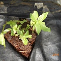 DSCN6180.JPG