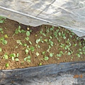 DSCN6161.JPG