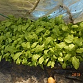 DSCN6181.JPG