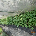 DSCN6183.JPG