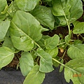 DSCN6184.JPG