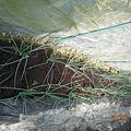 DSCN6185.JPG